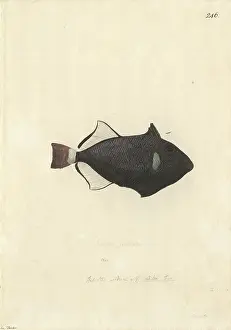 Hooked: Melichthys vidua, pinktail triggerfish