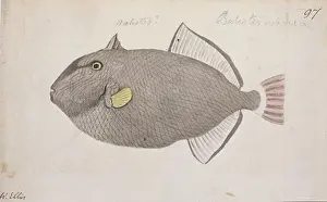 Hooked: Melichthys vidua, pinktail triggerfish
