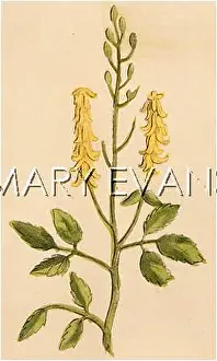 Melilot: MELILOTIS OFFICINALIS