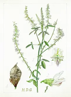 Albans: Melilotus alba - white melilot