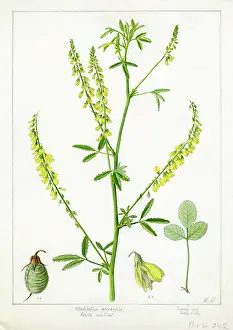 Snelling: Melilotus arvensis - field melilot