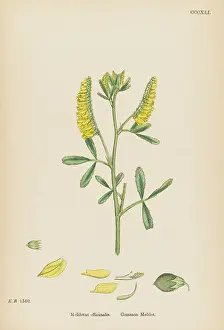 Melilotus: MELILOTUS OFFICINALIS