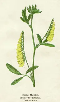 Officinalis: MELILOTUS OFFICINALIS