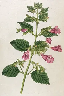 Balm: Melissa Grandiflora