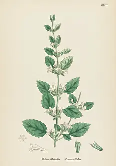 Balm: MELISSA OFFICINALIS