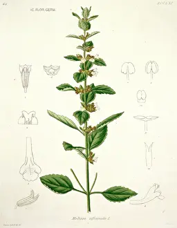 Officinalis: Melissa officinalis, lemon balm