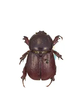 Scarab: Mellissius eudoxus, scarab beetle