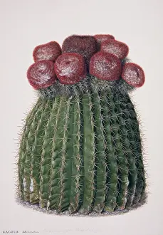 Cactaceae: Melocactus caroli-linnaei, melocactus
