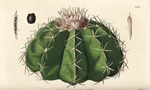 Violaceus: Melocactus violaceus, vulnerable