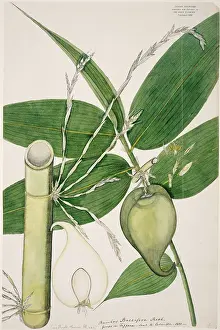 Fleming: Melocanna baccifera, berry bamboo