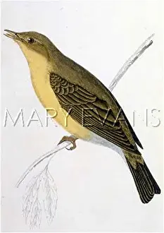 Melodious: MELODIOUS WARBLER (MOR)