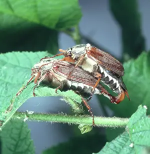 Melolontha: Melolontha melolontha, mating cockchafer beetles