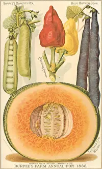 Vegtable: Melon, Beans and Peppers