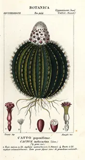 Stanghi: Melon cactus, Melocactus caroli-linnaei