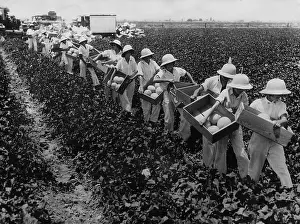 Helpers: Melon crop in California, 1928
