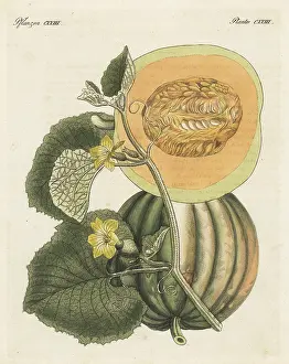 F. Gotz: Melon, Cucumis melo