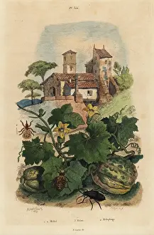 Fries: Melon, oil beetle and sheep ked