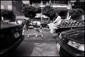 Melon: Melon seller with donkey Cairo, Egypt