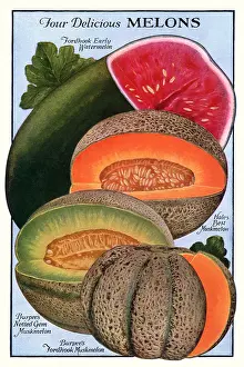 Packets: Four Melons