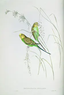 Budgie: Melopsittacus undulatus, budgerigar