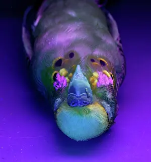 Budgie: Melopsittacus undulatus, budgerigar