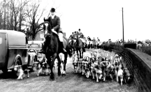 Mowbray: Melton Mowbray, the Belvoir Hunt c1955