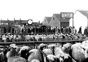 Mowbray: Melton Mowbray, Sheep Market c1955