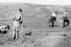 Landdienst: Member of the Deutsche Freischar doing field work, 1932