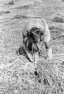Landdienst: Member of the Deutsche Freischar doing field work, 1932