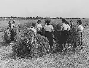 Seeburg: Members of the BDM doing harvest relief work, 1939
