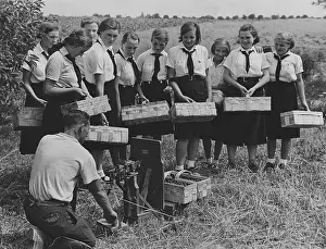 Seeburg: Members of the BDM doing harvest relief work, 1939