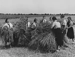 Seeburg: Members of the BDM doing harvest relief work, 1939