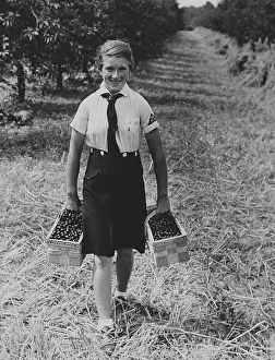 Seeburg: Members of the BDM doing harvest relief work, 1939