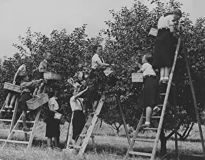 Seeburg: Members of the BDM doing harvest relief work, 1939