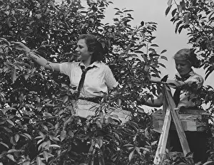 Seeburg: Members of the BDM doing harvest relief work, 1939