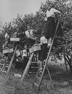 Seeburg: Members of the BDM doing harvest relief work, 1939