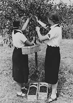 Seeburg: Members of the BDM doing harvest relief work, 1939
