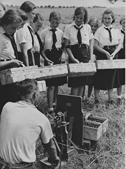 Bund: Members of the BDM doing harvest relief work, 1939