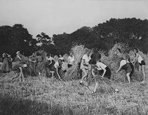 Madel: Members of the BDM help with the harvest, 1939