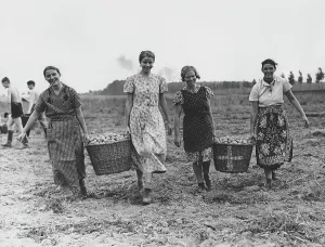Madel: Members of the BDM helping with the harvest, 1937