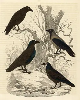 Corvidae: Four members of the Corvidae family