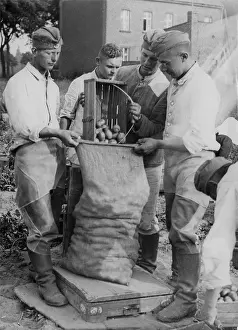Potatoes: Members of the RAD harvesting potatoes, 1939