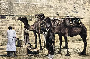 Cistern: Men with camels at a cistern, Bethlehem