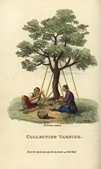 Chopsticks: Men collecting varnish from the Chinese lacquer tree