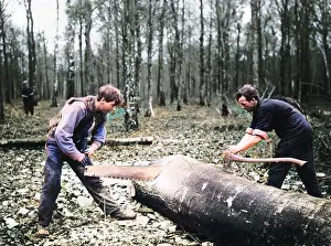 Two men cross-cutting tree trunk, Western Front, WW1