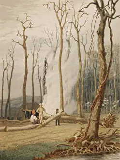 Girdled: Men cutting and burning girdled tree to ?