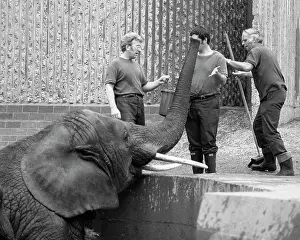 Wellies: Three men and an elephant in a zoo