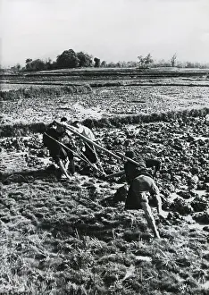 Lcgr1411: Three men of the same family pull a plow through