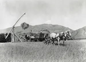 Three People: Three men and four horses loading grain onto a pile