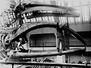 Greenland: Men in jaws of bowhead whale, 1934